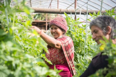 A woman inside a plastic tunnel for growing vegetables, tends to plants. Her husband stands in front of her.