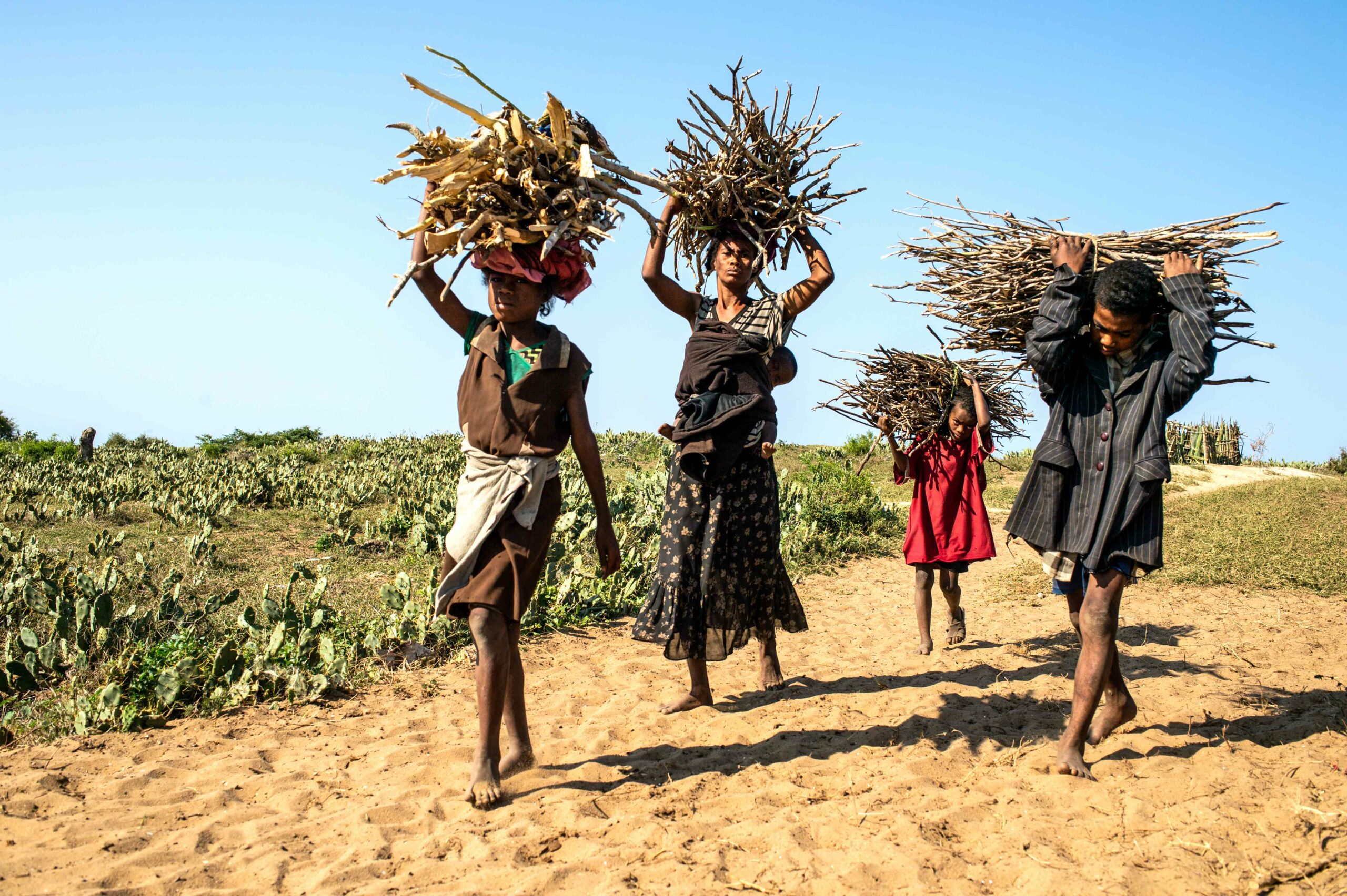 One adult and three children, carry large bundles of sticks above their heads as they walk on the sand