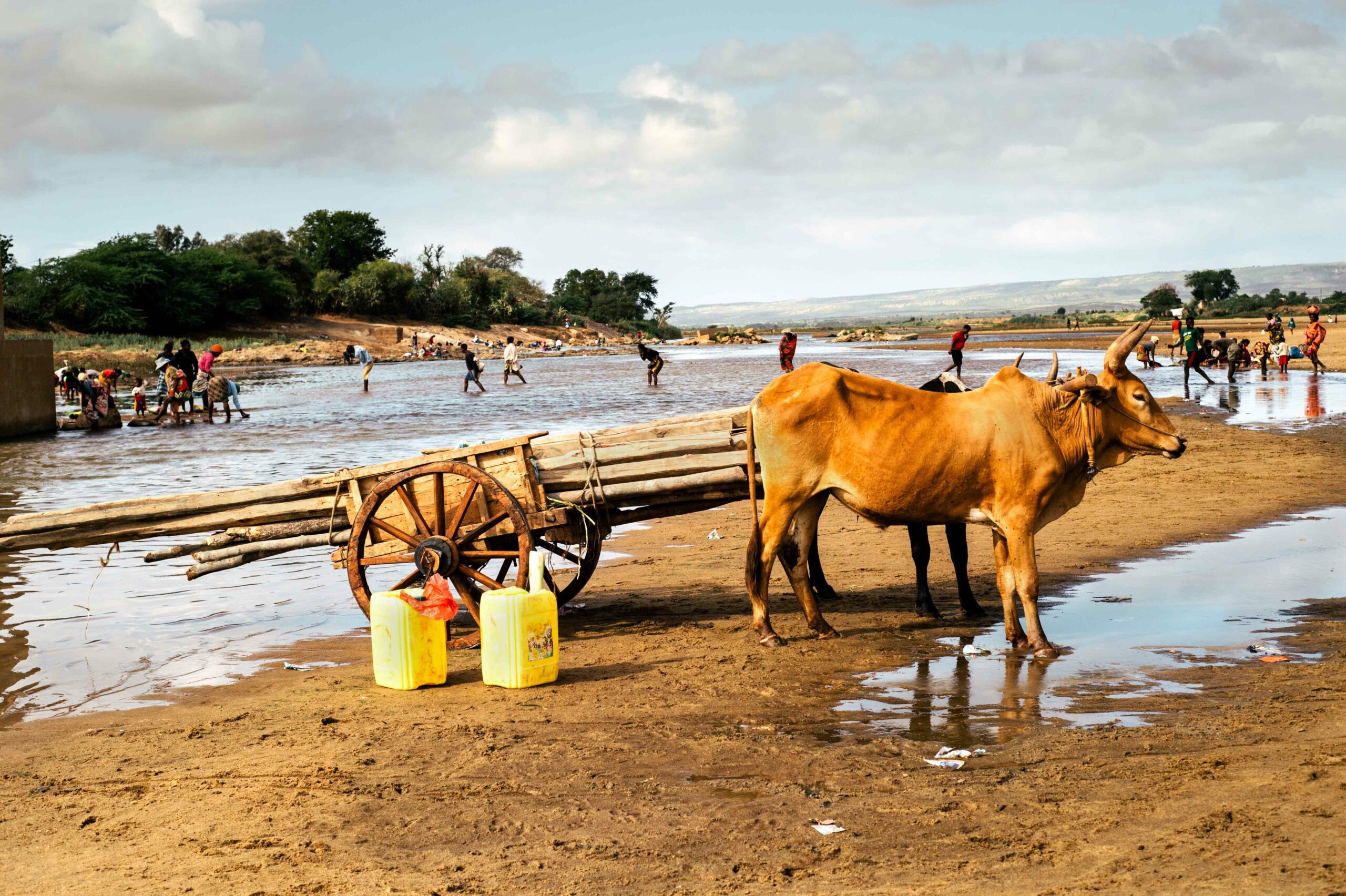 An ox standing on the edge of a lake with a cart attached