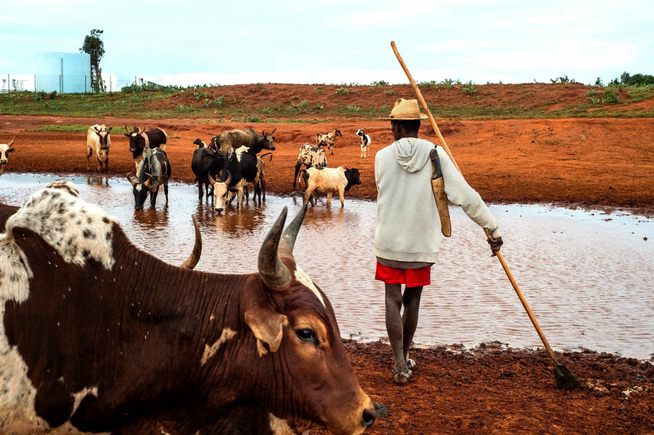 Oxen standing in a lake and a man standing on the edge of the lake with a water container