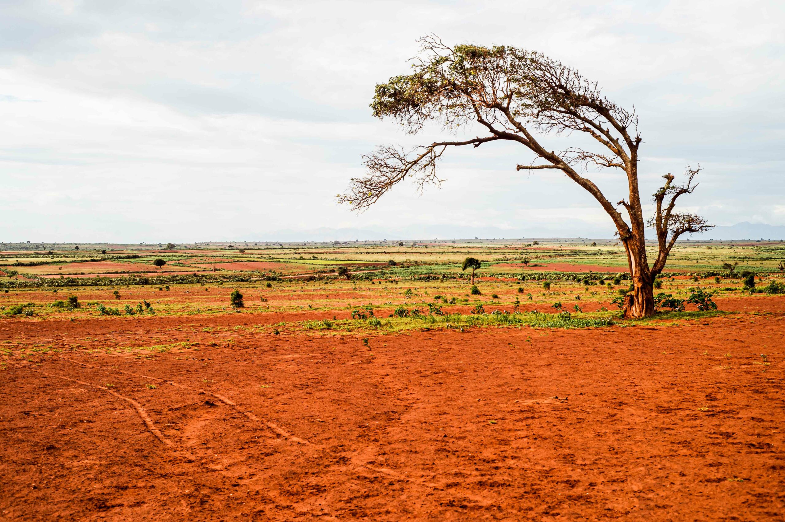 Very dry, sandy landscape with one dying tree still standing