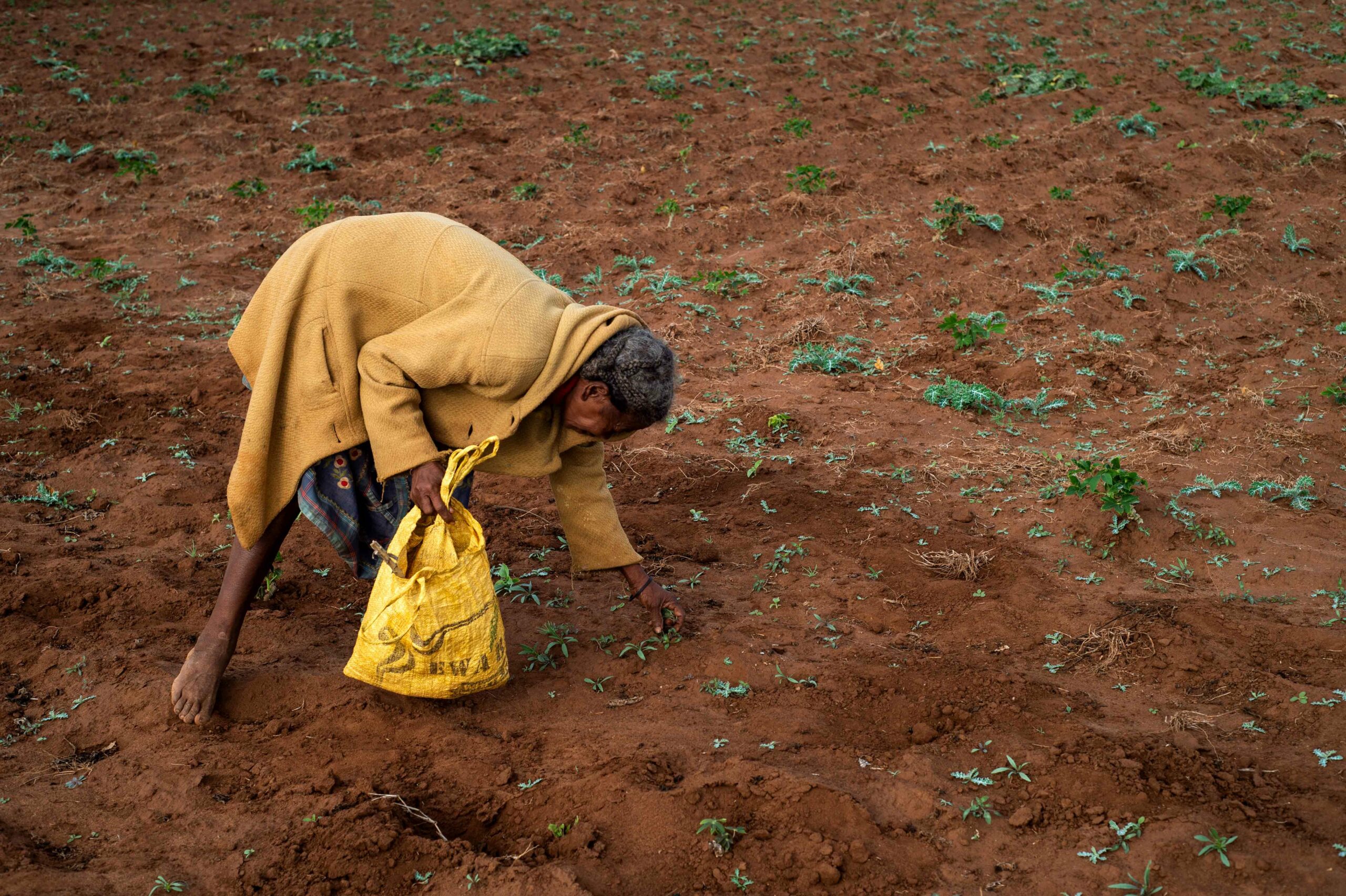 Older lady bent down harvesting the weeds with her hands