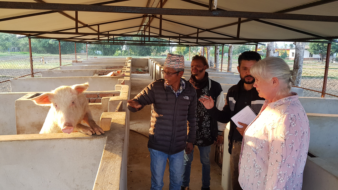 A group of four people looking around a pig farm 