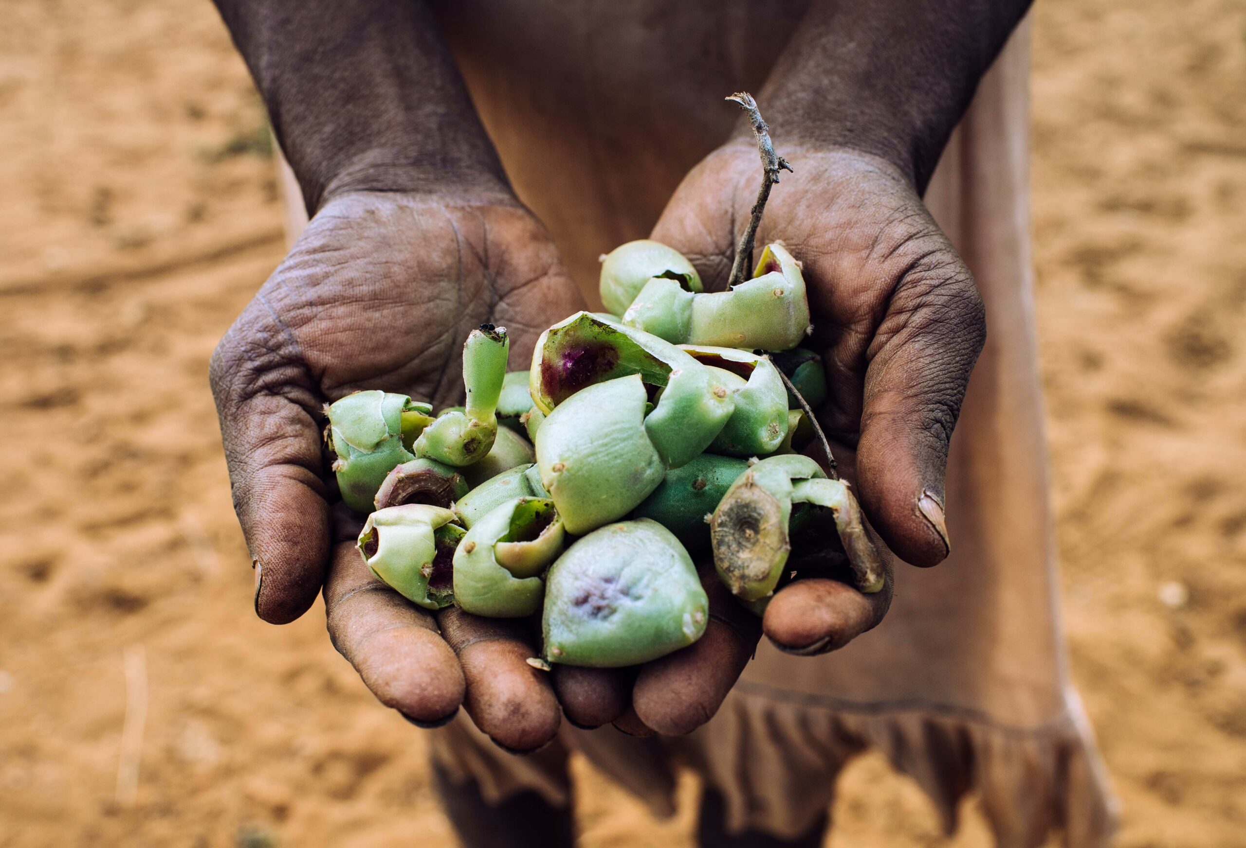 Hands holding raw red cactus fruits