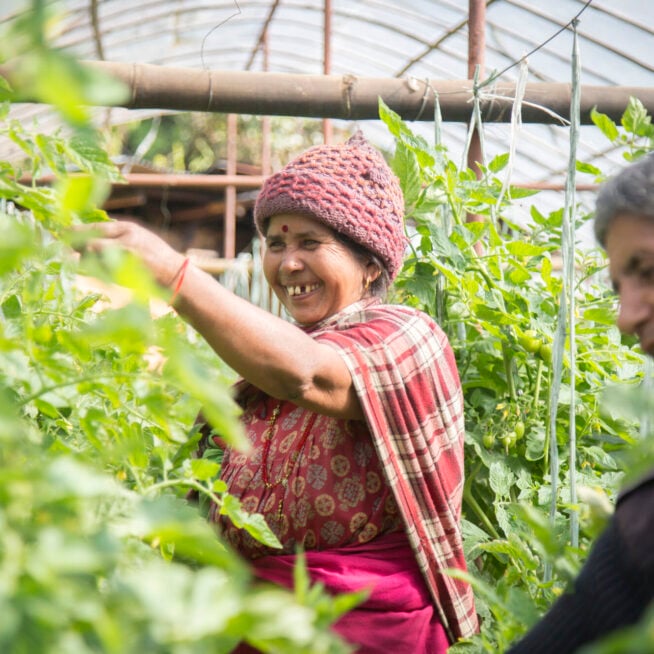 A woman stands in a greenhouse, reaching out to a plant. A man is stood next to her.