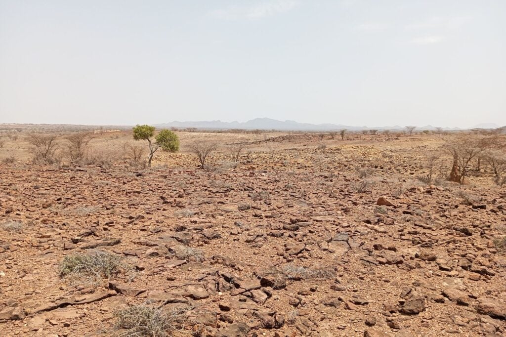 A dry landscape during a drought in Kenya with a few shrubs visible.