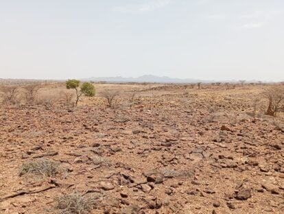 A dry landscape during a drought in Kenya with a few shrubs visible.