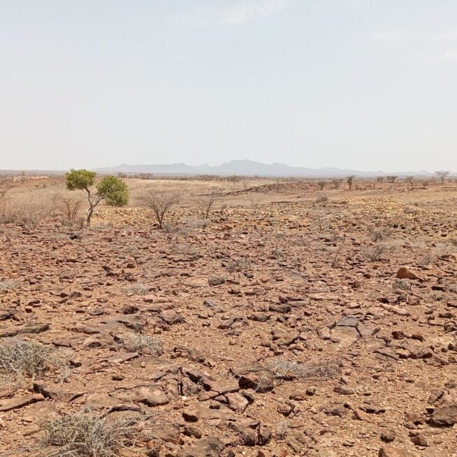 A dry landscape during a drought in Kenya with a few shrubs visible.