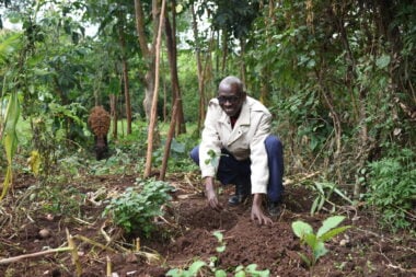 Wycliffe, bends down and holds a seedling which he has just placed into the ground.